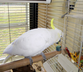 Busy Beaks Loopy